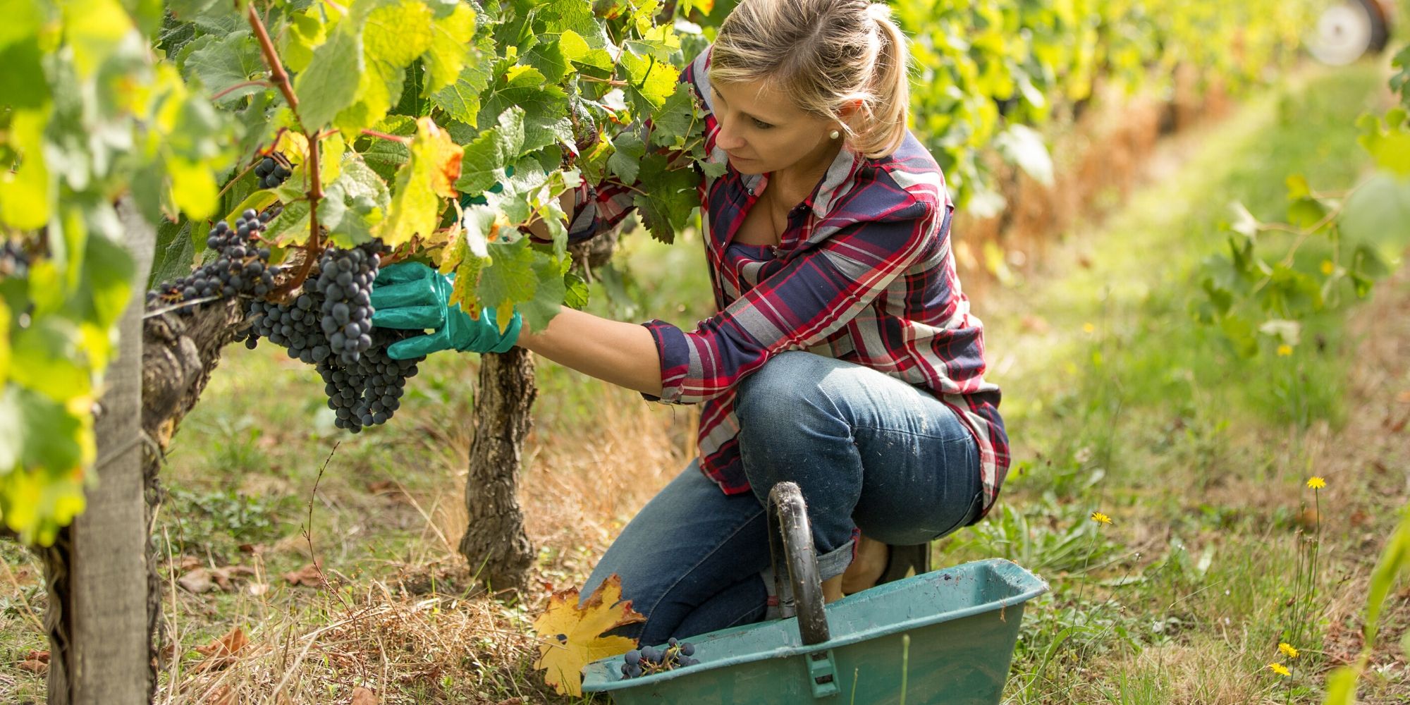 Image of Winemaking Supplies Shop