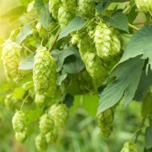 freshpack-hops