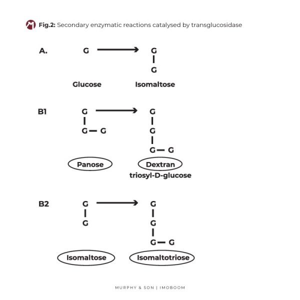 imoboom_secondary_enzymatic_reactions